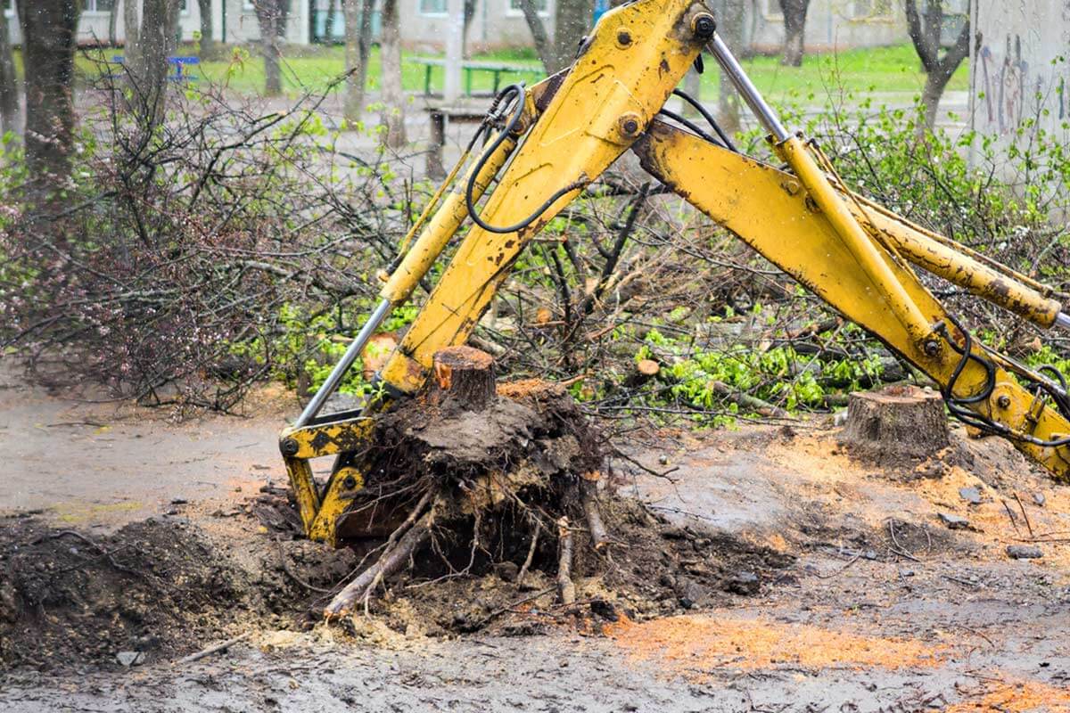 Tree-Stump-Removal