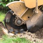 How Stump Removal Sydney Can Transform Your Landscape