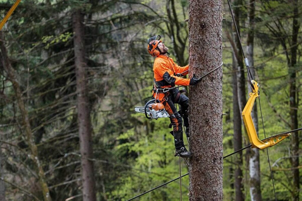 tree pruning companies