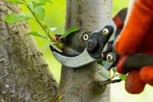 tree pruning companies