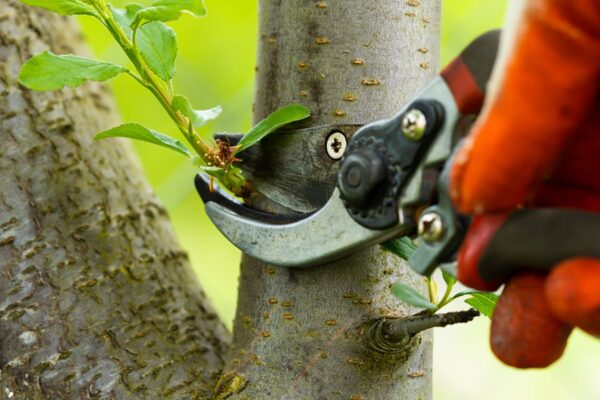 How to Find the Best Tree Pruning Company in Sydney