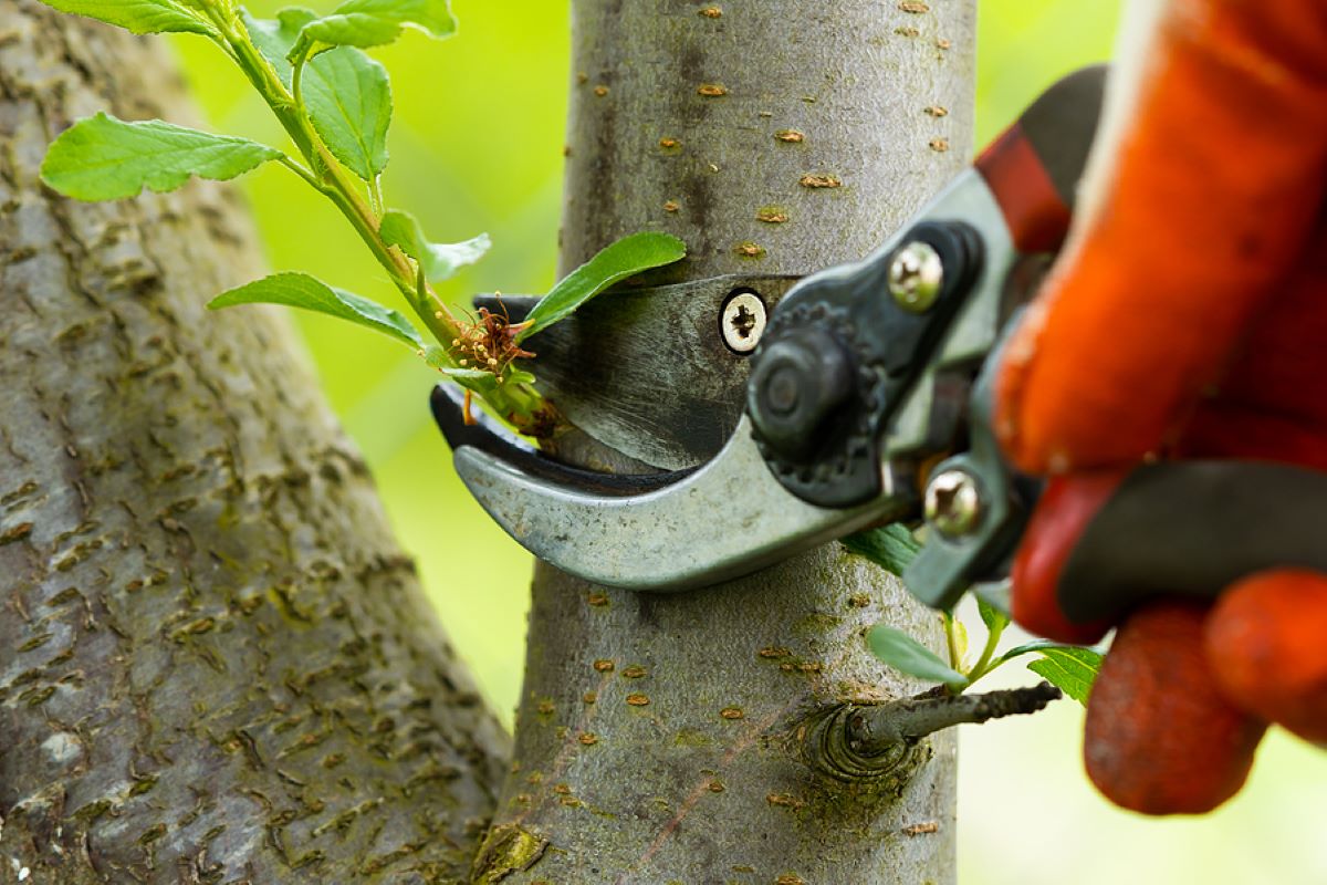tree pruning companies