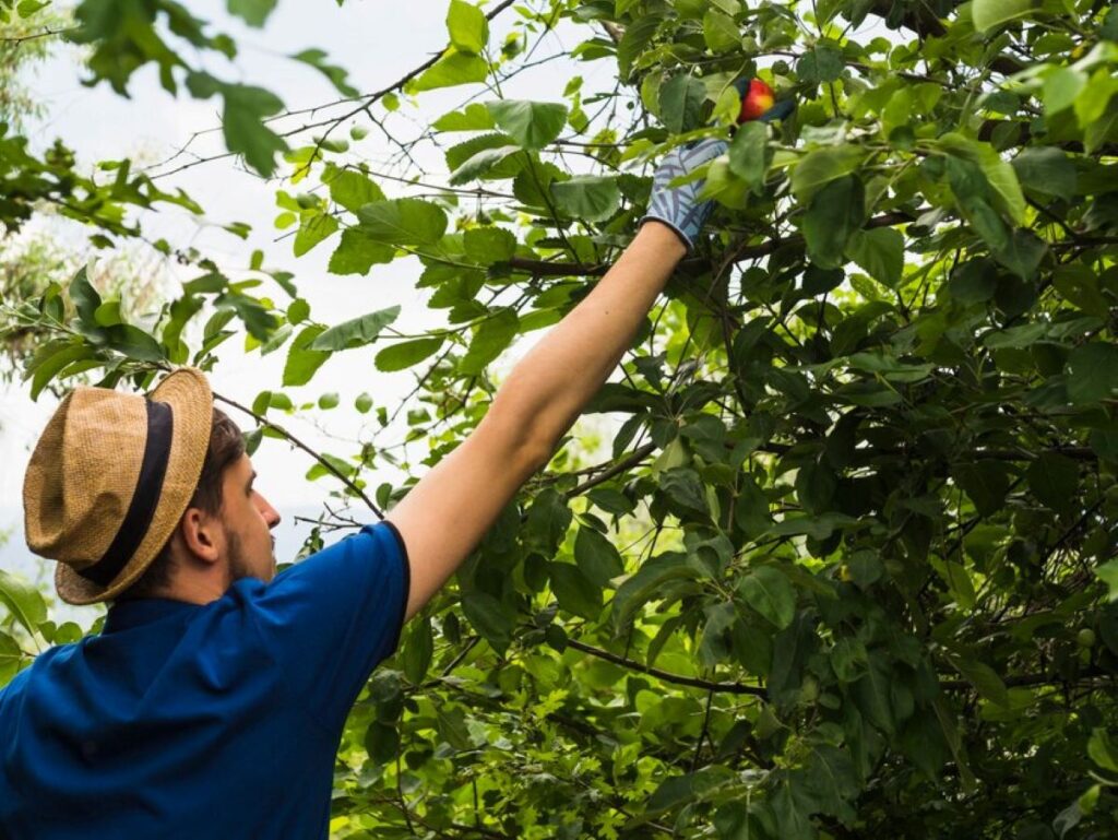 tree pruning companies