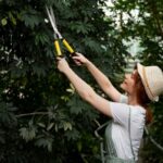 Tree Pruning Costs in Sydney: What Factors Affect Pricing?