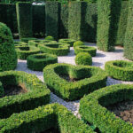 Affordable Stump Grinding Services for Your Backyard